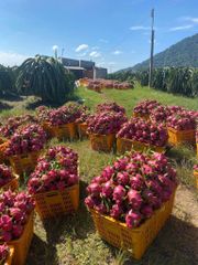 Fresh Dragon Fruit Competitive Price – product photo 2, product detail gallery